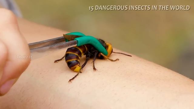 பூமியின் ஆபத்தான பூச்சிகள் | 15 EARTH'S MOST DANGEROUS INSECTS | Thatz It Channel смотреть онлайн