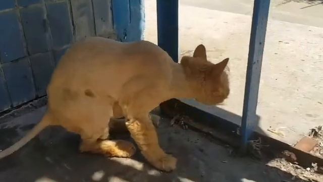 Рыжий Сфинкс смотреть онлайн