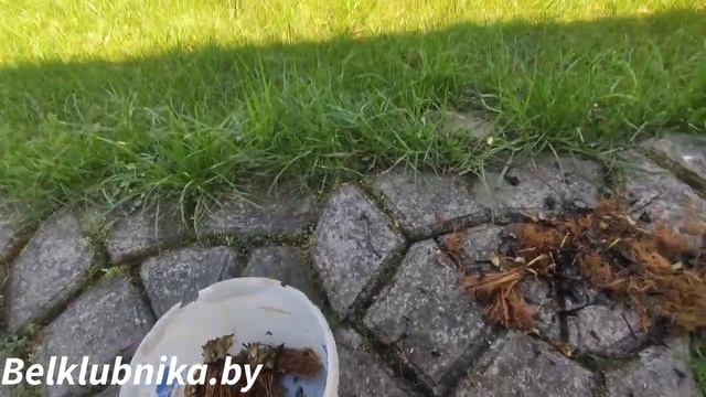 Клубника после зимы. Посадка в вёдра. Новинка Аврора Карима. Belklubnika.by смотреть онлайн