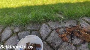 Клубника после зимы. Посадка в вёдра. Новинка Аврора Карима. Belklubnika.by