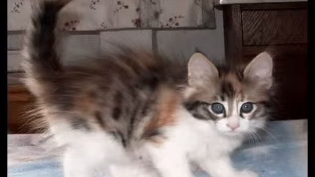 Chantilly Tiffany kitten 02 смотреть онлайн