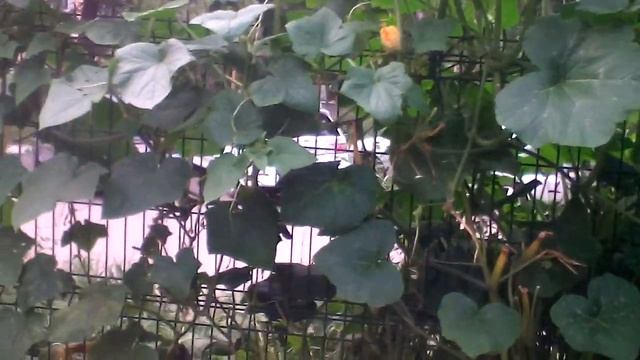 Копаю картошку раньше времени. 5 августа смотреть онлайн