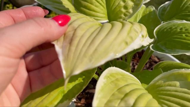 Хоста Tropical Sunrise смотреть онлайн