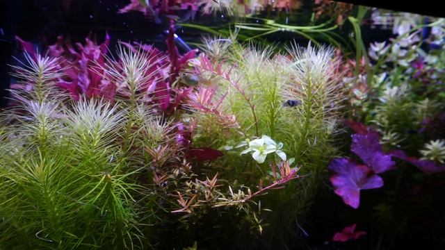 60L HT 4 dni bez co2 -cz2 - Czy moje HT to LT pod wzgledem oswietlenia. #oswietlenie akwarium . смотреть онлайн
