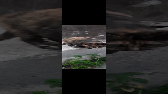 трёхцветные кошечки желают познакомиться!!!