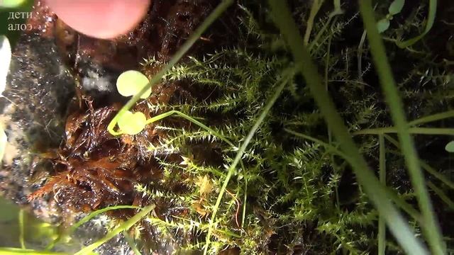 Мхи в домашний условиях. Мох в тепличке и в террариуме. #выращиваем_мох смотреть онлайн