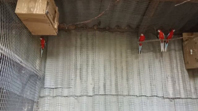 молодняк пестрой розеллы красной мутации смотреть онлайн