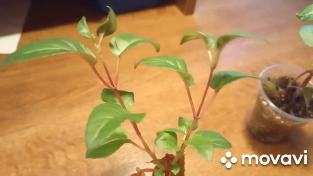 черенкую колеусы и формирую фуксию смотреть онлайн