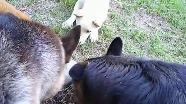 Alien In The Back Yard