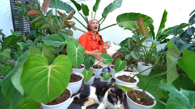 PHILODENDRON GLORIOSUM | TRENDING PLANT смотреть онлайн