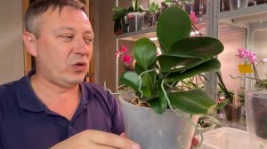 ДЕТКУ ОРХИДЕИ ЛЕГКО ПОЛУЧИТЬ и как корни орхидеи детке нарастить