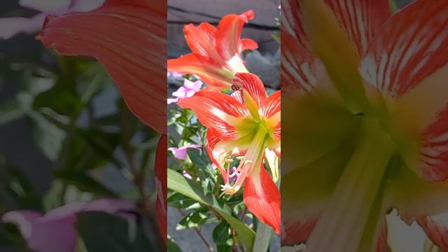 Red and white amaryllis смотреть онлайн