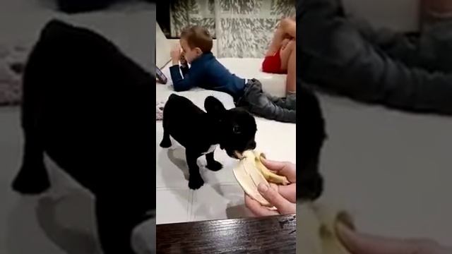 Как всё начиналось, первые дни после появления у нас Виты. смотреть онлайн