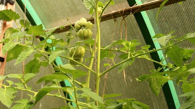 Приглашаем принять участие в проекте: "ТОМАТЫ: от рассады до урожая" смотреть онлайн