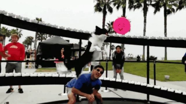 GIF Анимация. ПОДБОРКА ВИДЕО ПРИКОЛОВ 2016 # 26. ПРИКОЛЫ ВИДЕО смотреть онлайн