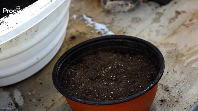 СЕЕМ БАЗИЛИК ПРАВИЛЬНО! БЕЗ СЕКРЕТОВ И ЗАМОРОЧЕК, простой и проверенный годами с.mp4