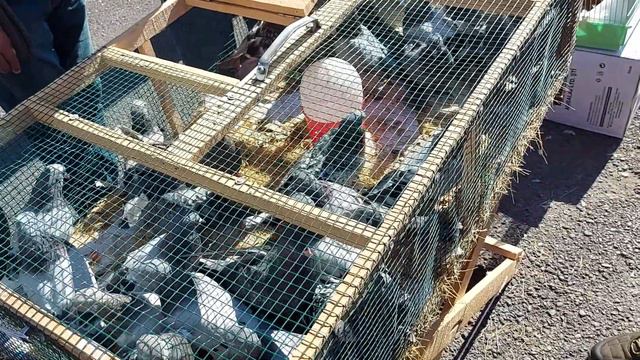 İstanbul Edirne Kapı Güvercin Pazarı. İstanbul Kuş Pazarı. En Yeni Güvercin Pazarı Videoları. смотреть онлайн