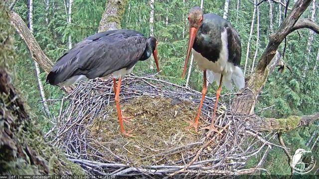 Melnais stārķis (Ciconia nigra)~and they mate again! A long bonding~ 2:21 pm 2023/06/24 смотреть онлайн