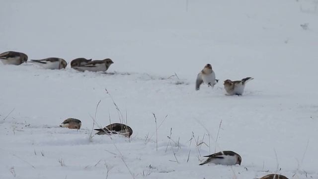 Пуночки: гости с севера смотреть онлайн