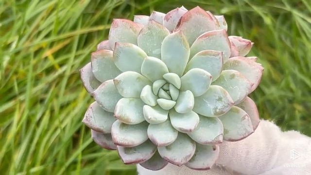 Echeveria Werther