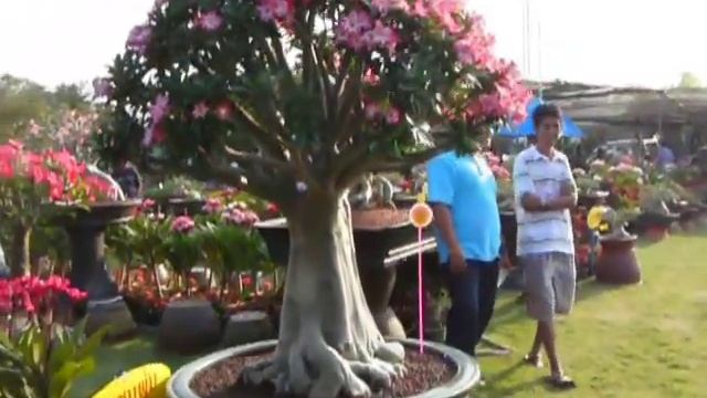 The Best Show Adenium Bonsai смотреть онлайн
