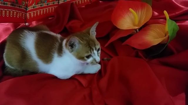 Cat toys git-git-serikit-jatdc смотреть онлайн