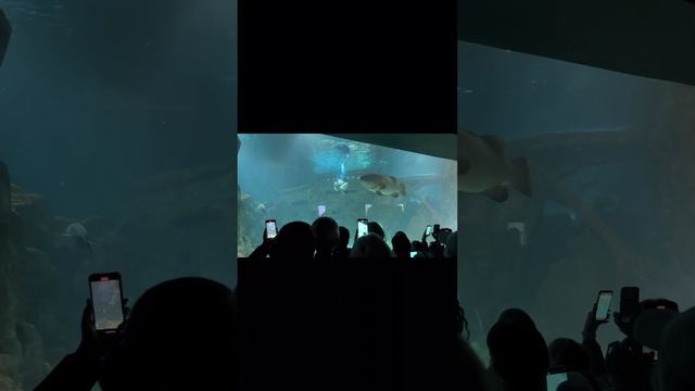 Чудесный ОКЕАНАРИУМ в Адлере/ Сочи / встретились с семьей на каникулы / КУДА СХОДИТЬ В СОЧИ смотреть онлайн