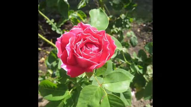 2019 07 25 2019 06 29 Ogród Botaniczny UW cz 13 Róża Baron Girod de Lain смотреть онлайн