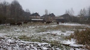 Калмыцкая порода быки на выгульной площадке