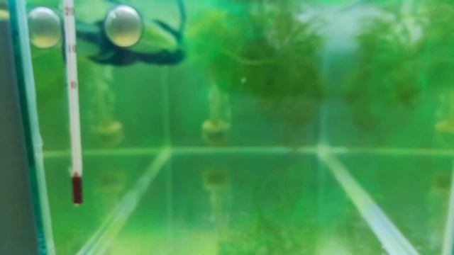 Посадил на нерест данио и тернеции... смотреть онлайн