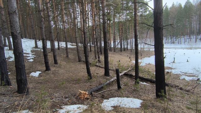 Весенний лес. ч.5. Март 2024 смотреть онлайн
