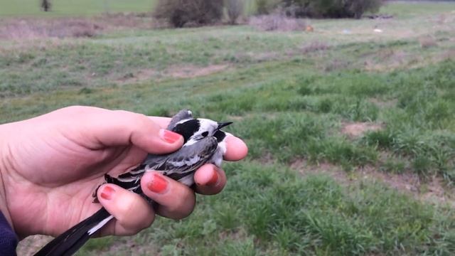 Птичка залетела в дом. Кто знает как её зовут?. Marianablog.ru (МарианаБлог)