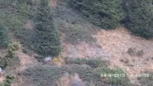 Охота на марала на реву