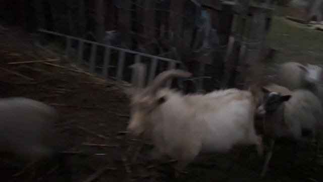 НАШЕ ПЕРВОЕ ВИДЕО! ДЕЛАЕМ ПОДНАВЕС ДЛЯ КОРМУШКИ ЖИВОТНЫХ, КОРМИМ НАШИХ КОЗ И ОВЕЦ ! смотреть онлайн