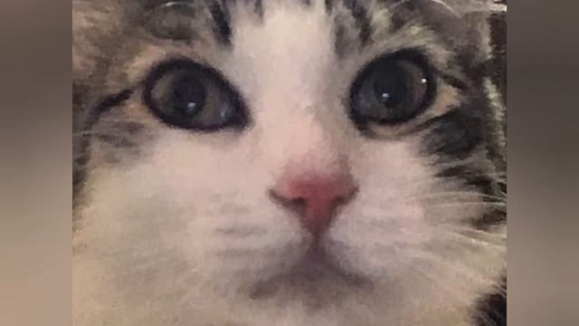 Как у нас появилась Няша смотреть онлайн