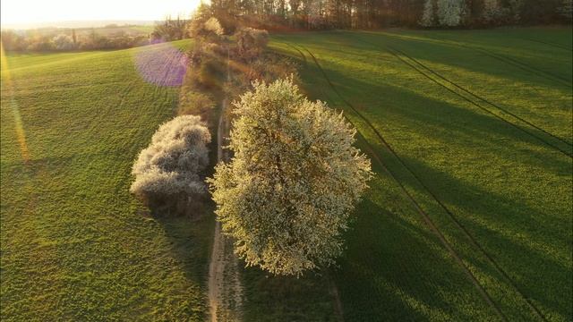 J.S.Bach. The Spring in the Air смотреть онлайн