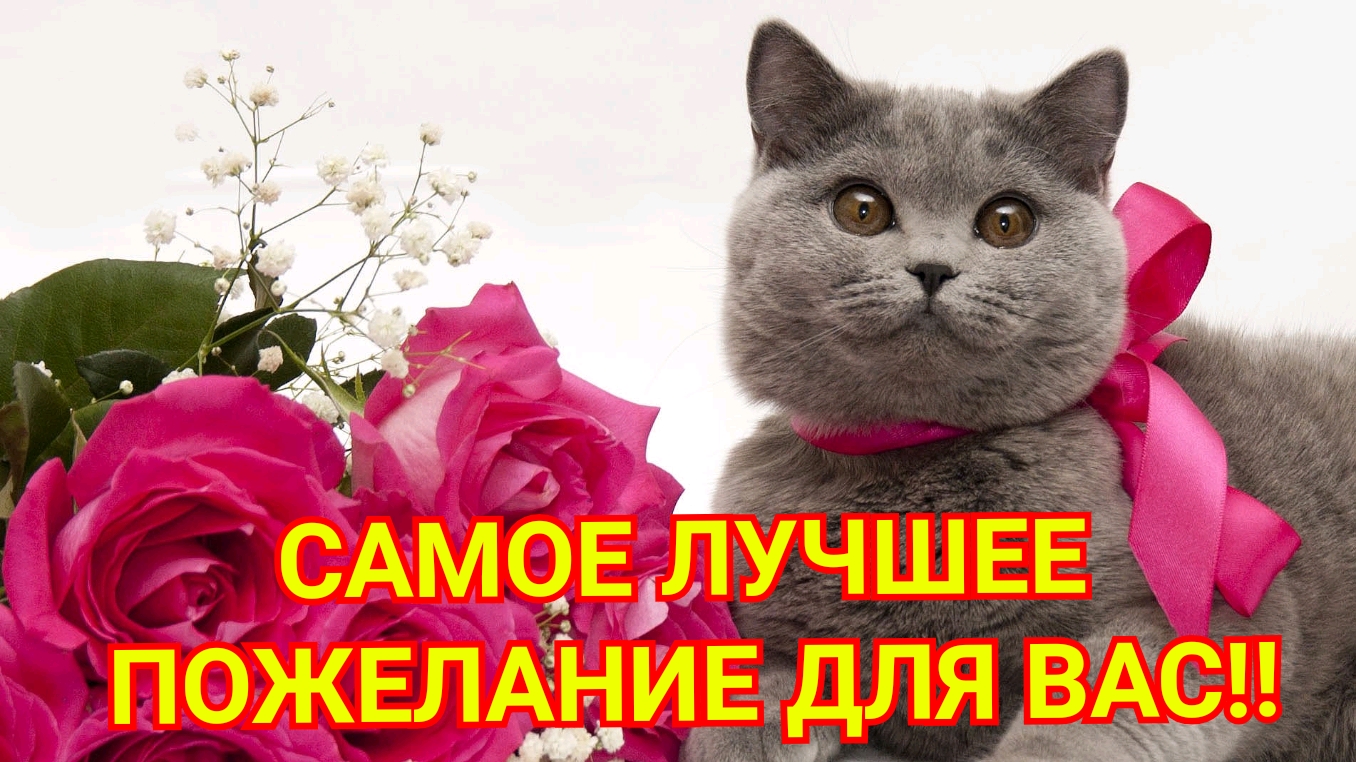 Самое лучшее пожелание для Вас! Музыкальная открытка. смотреть онлайн