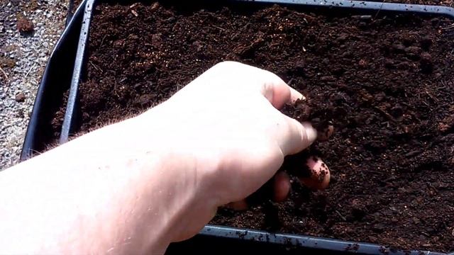 HOW TO GROW ALYSSUM FLOWER CARPET OF SNOW PART I смотреть онлайн