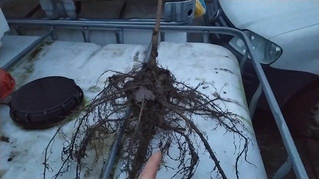 ЧЁРНЫЙ ОРЕХ . Корневая система у крупной однолетки ! смотреть онлайн