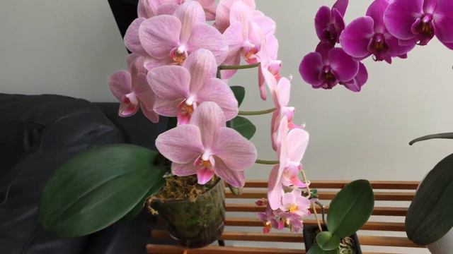 The Little Phal - Phalaenopsis in January смотреть онлайн