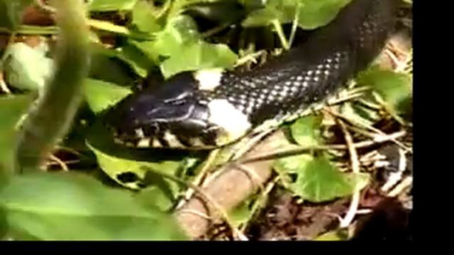 Snakes Living Wild In The Middle Of Copenhagen смотреть онлайн