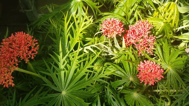 №492/ ОРХИДЕИ по ВКУСНЫМ ценам в с/ц на АТАРБЕКОВА смотреть онлайн