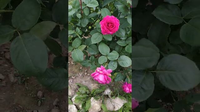 Роза Биг Пурпл смотреть онлайн