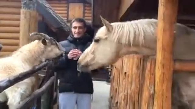 Животные тоже любят друг друга, хоть и разного вида))) смотреть онлайн