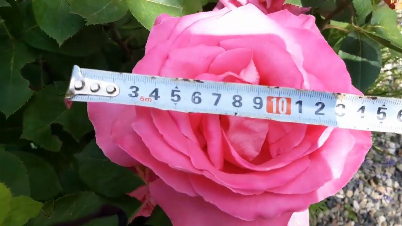 Сорт (предположительно) ВЕЛАСКЕС смотреть онлайн