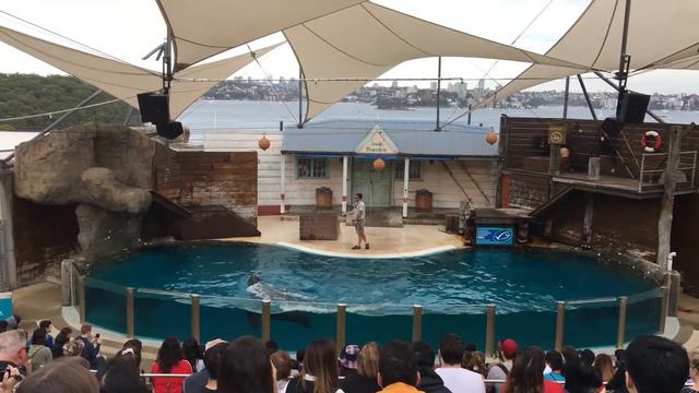 Seal Show at Taronga Zoo | Sydney Australia смотреть онлайн