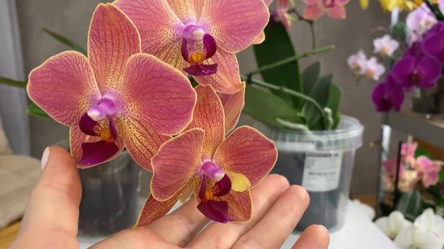 Phal. Maria Theresa повний розпуск смотреть онлайн