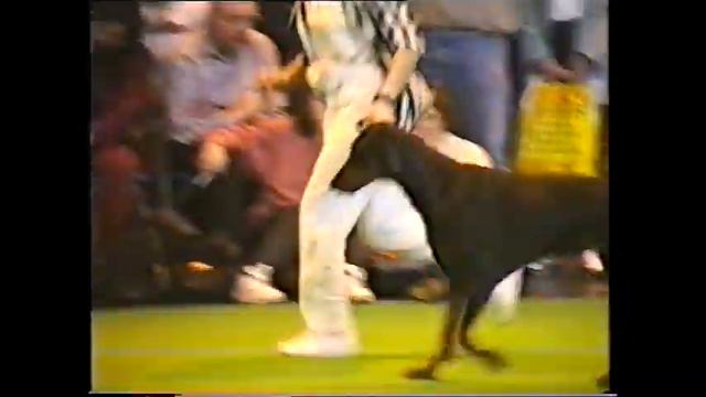 Crufts 1997 Dobermanns смотреть онлайн