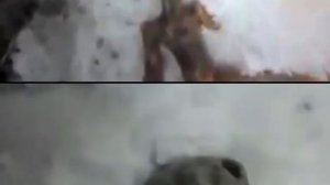 в России нашли мертвого инопланетянина