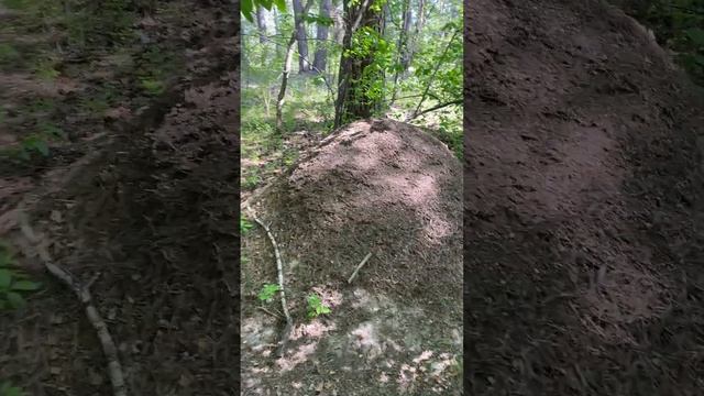 Вот так муравейник! смотреть онлайн